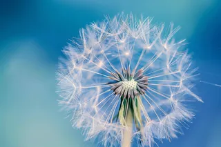 白色蒲公英蓝天背景摄影图