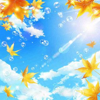 秋天黄色枫叶落叶蓝天白云刺眼阳光立秋秋分处暑背景
