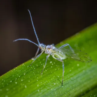 露水与昆虫的微观世界 露水与昆虫的微观世界