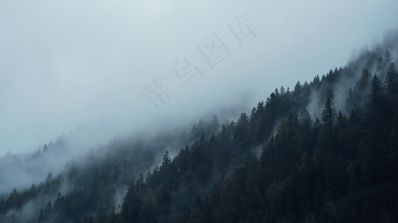 云雾森林图片