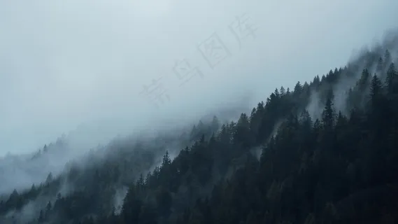 云雾森林图片 云雾森林图片