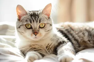 猫咪宠物猫可爱动物摄影图