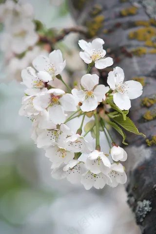 春日樱花花朵摄影图