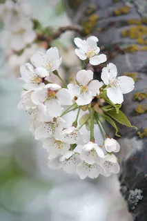春日樱花花朵摄影图 春日樱花花朵摄影图