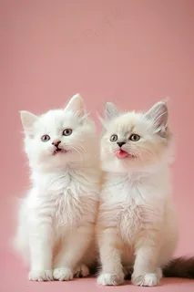 猫咪宠物猫可爱动物摄影图