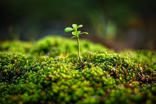 苔藓石壁上生长的苔藓春天摄影图