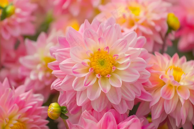 粉色菊花花束鲜花摄影图(4032x2688)