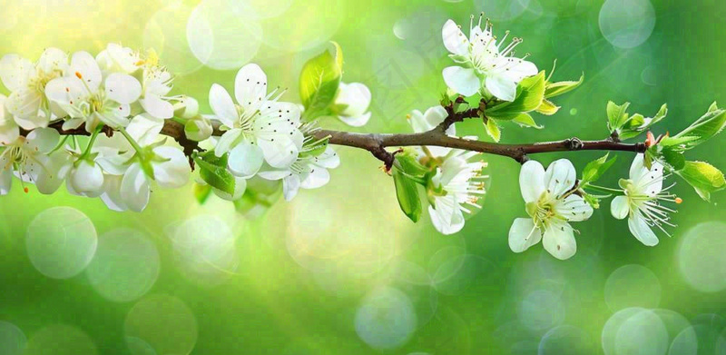 春天白花李花立春春分惊蛰绿色摄影图