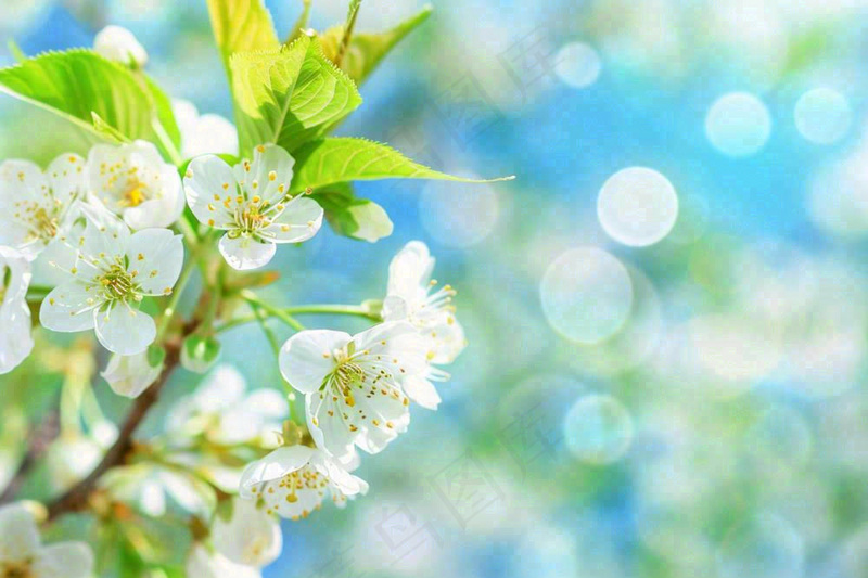 立春白花梨花花朵春意蓝天背景春分惊蛰摄影图(1344x896)