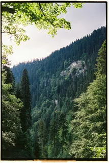 幽静深林中的自然美景 幽静深林中的自然美景