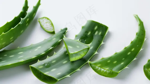 芦荟植物绿植摄影图