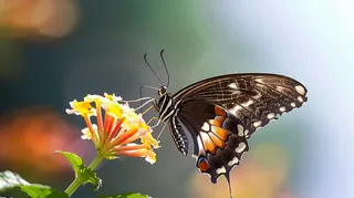 蝴蝶春天花丛蝶恋花摄影图