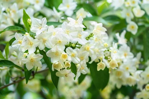 栀子花白色花朵植物摄影图