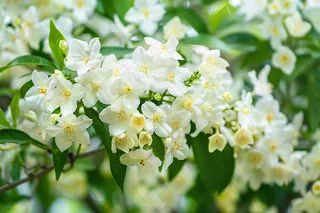 栀子花白色花朵植物摄影图