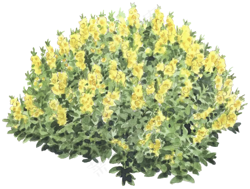 手绘植物免扣素材