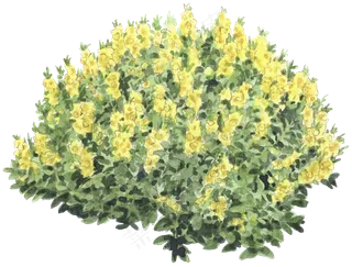 手绘植物免扣素材