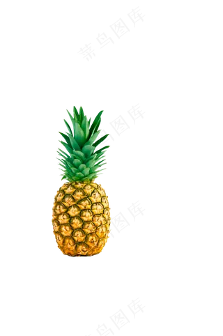 带叶凤梨 免抠