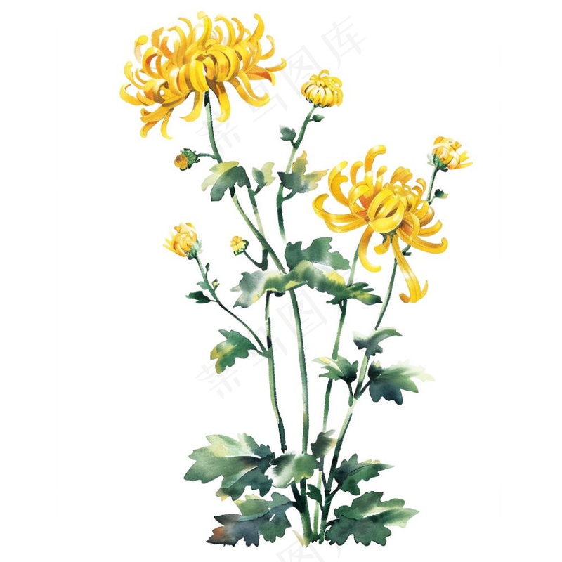 菊花水墨画中国风手绘清明重阳插画免抠(1024x1024)