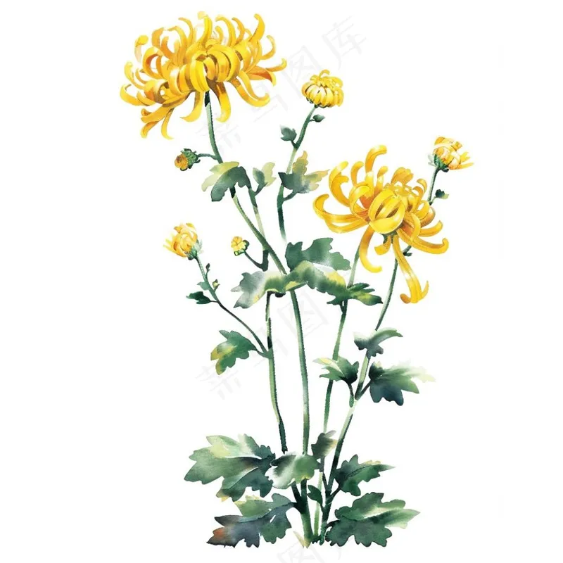 菊花水墨画中国风手绘清明重阳插画免抠(1024x1024)