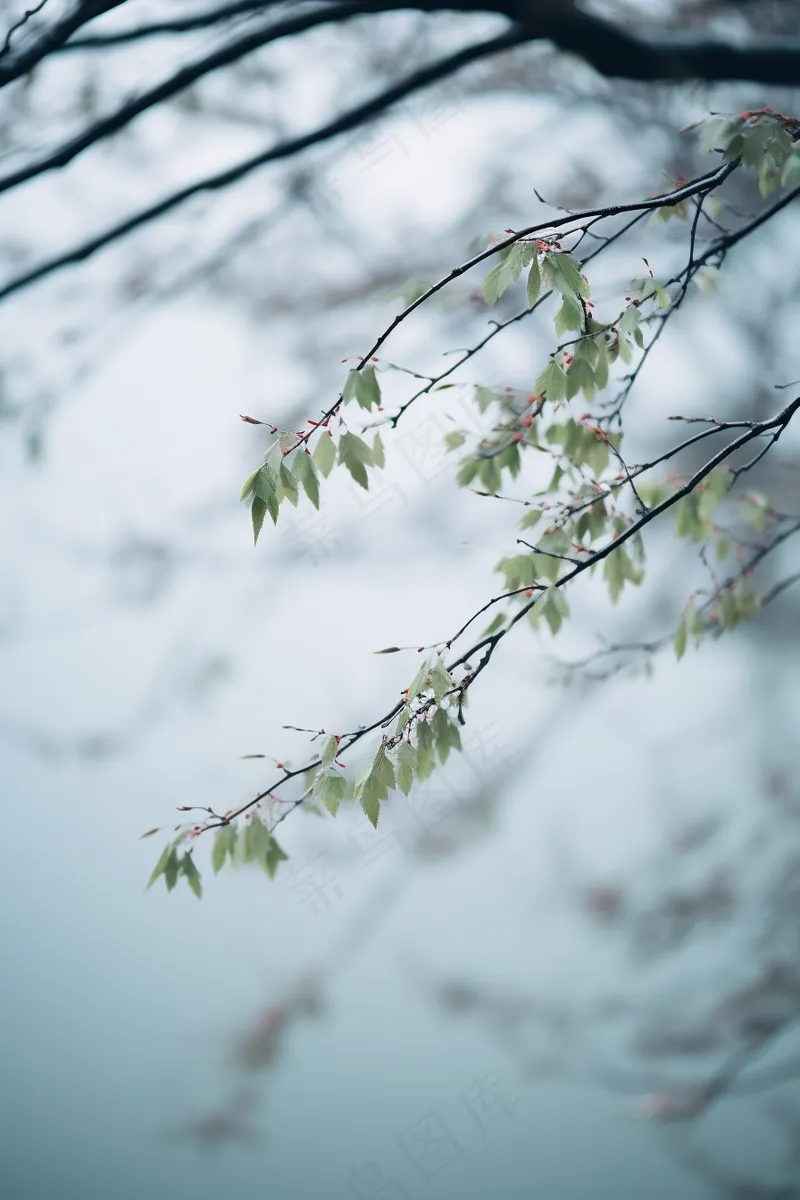 春日抽新芽树枝绿意盎然摄影图(2688x4032)