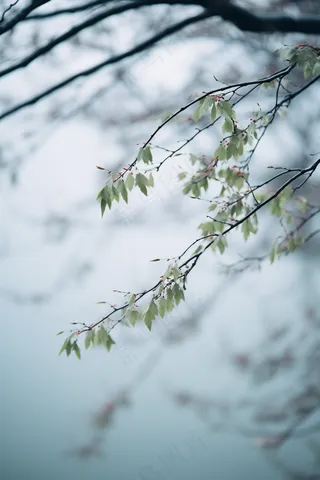 春日抽新芽树枝绿意盎然摄影图