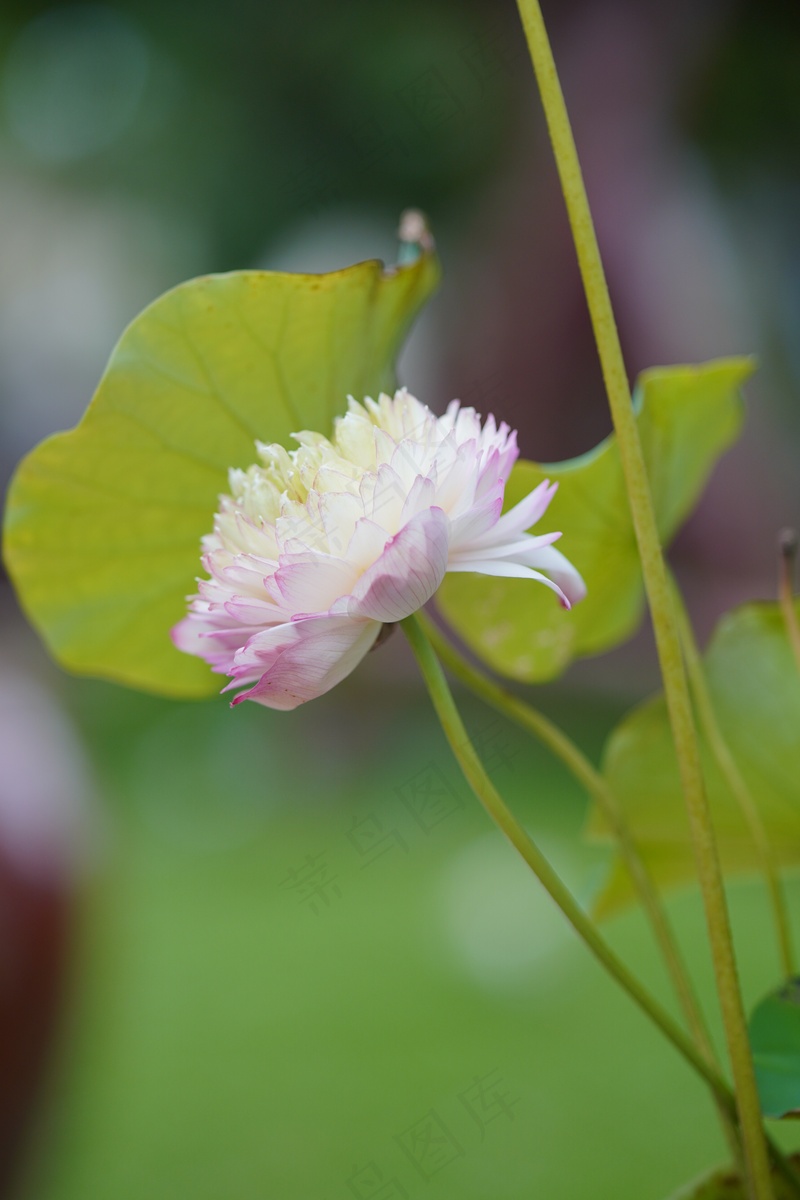 花卉莲花花朵盛开植物1