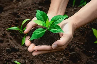 植树树苗保护环境摄影图