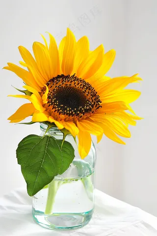 向日葵向阳鲜花摄影图