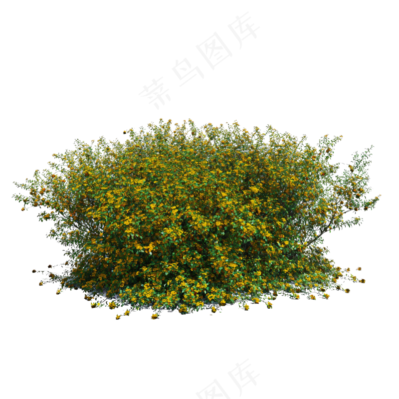 免抠开花灌木