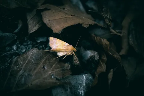 秋叶之间的隐秘生命