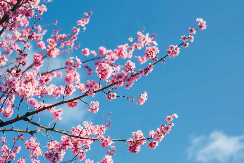春日樱花花朵摄影图(4032x2688)