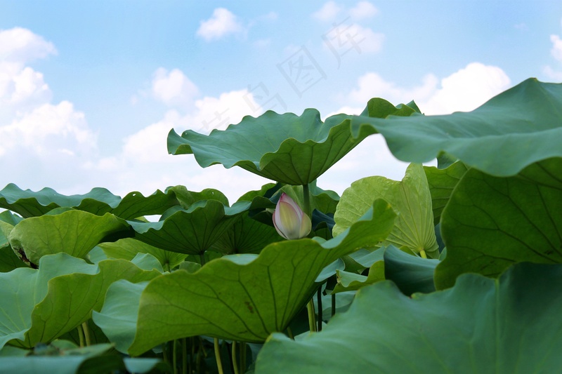 夏季池塘荷叶