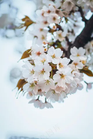 春日樱花花朵摄影图