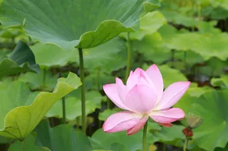 粉色荷花莲花绽放花朵背景