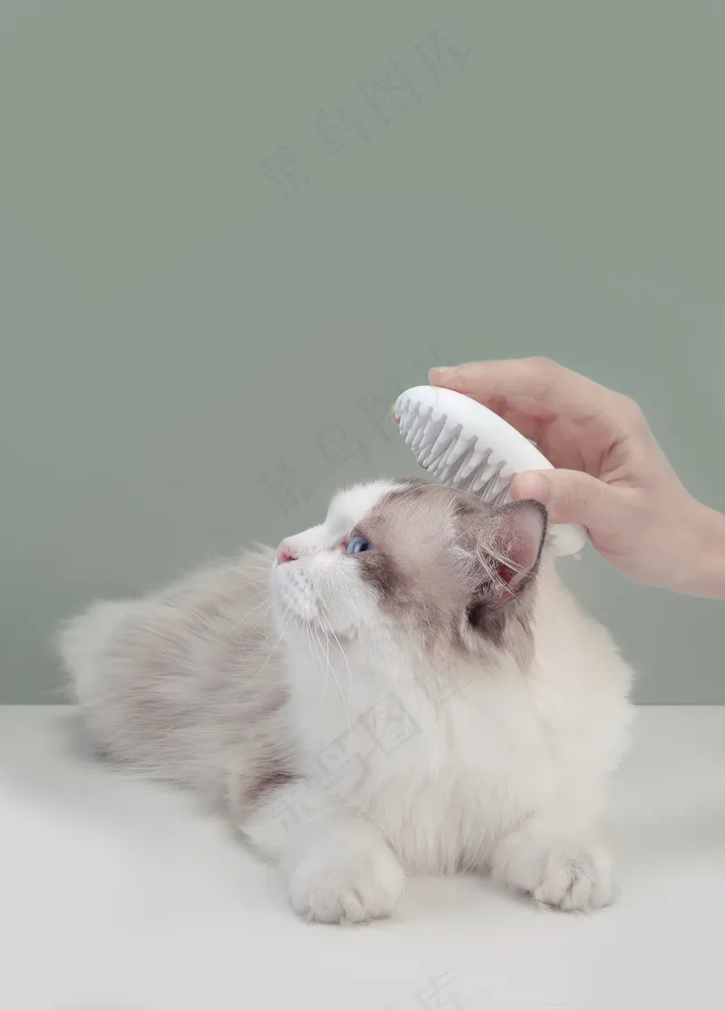 可爱猫咪摄影