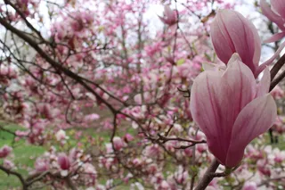 户外玉兰花花朵