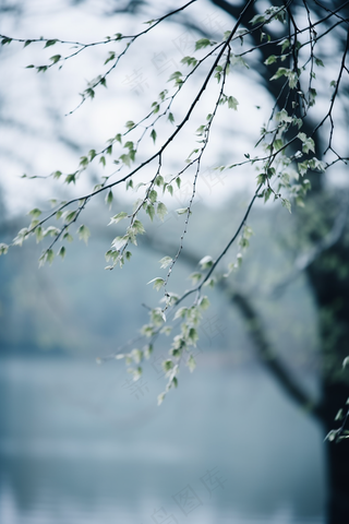 春日抽新芽树枝绿意盎然摄影图