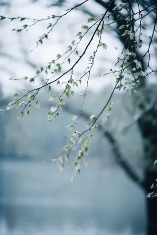 春日抽新芽树枝绿意盎然摄影图