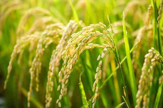 水稻农田种植粮食稻穗摄影图