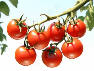 西红柿番茄阳光农作物摄影图