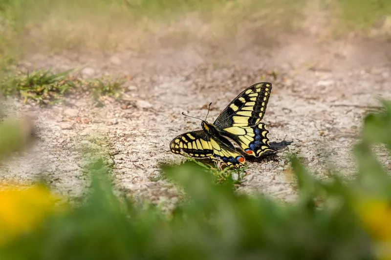 阳光草地上的斑斓蝶舞