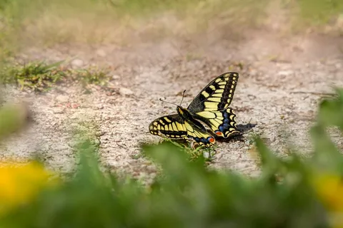 阳光草地上的斑斓蝶舞