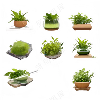 手绘练习小植物花草系列13