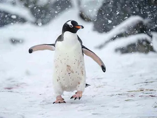 冰雪天地的企鹅寒冷动物摄影图