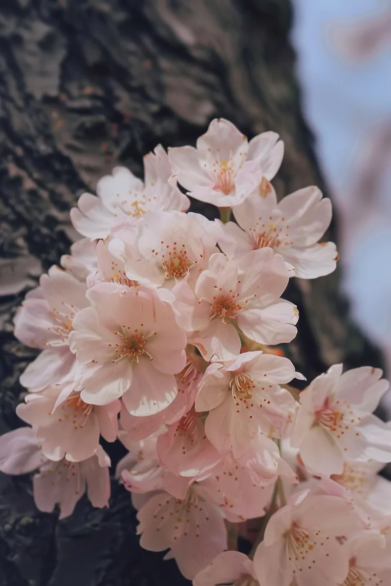 春日樱花花朵摄影图(2688x4032)