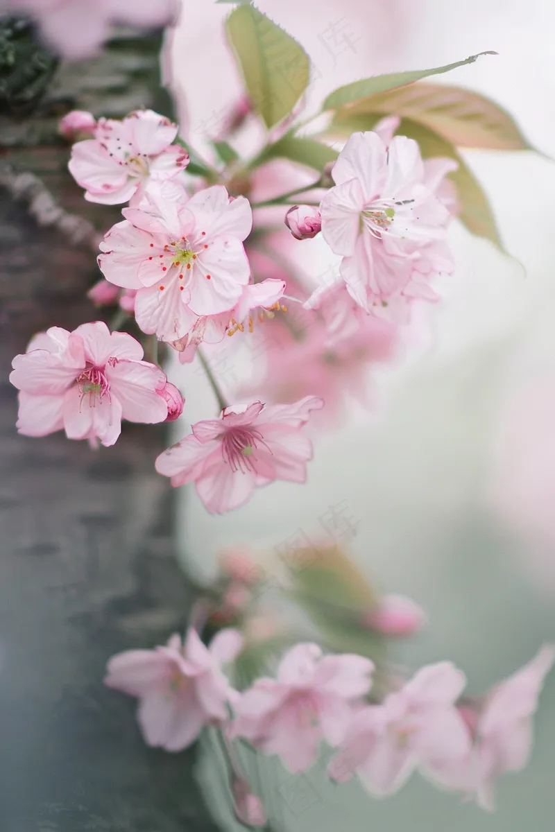 春日樱花花朵摄影图(2688x4032)
