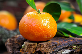 砂糖橘水果橘子摄影图