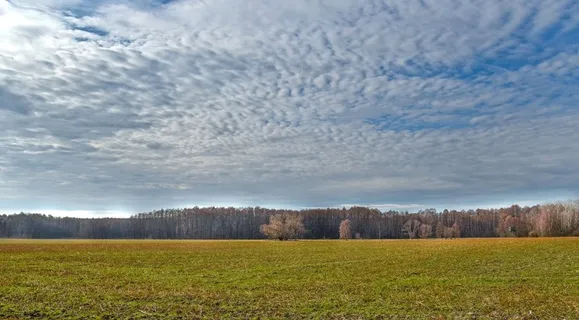 原野森林自然景观特写