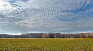 原野森林自然景观特写