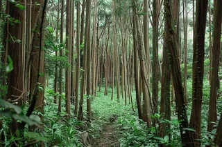 山林森林绿色大自然风景摄影图